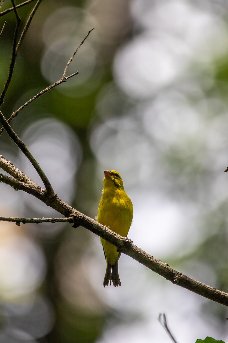 Yellow-fronted Canary - ML571737931