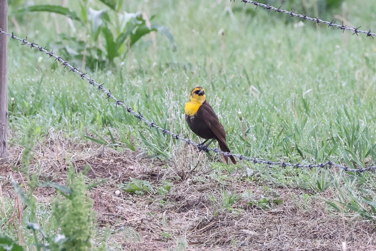 Yellow-headed Blackbird - ML571740641