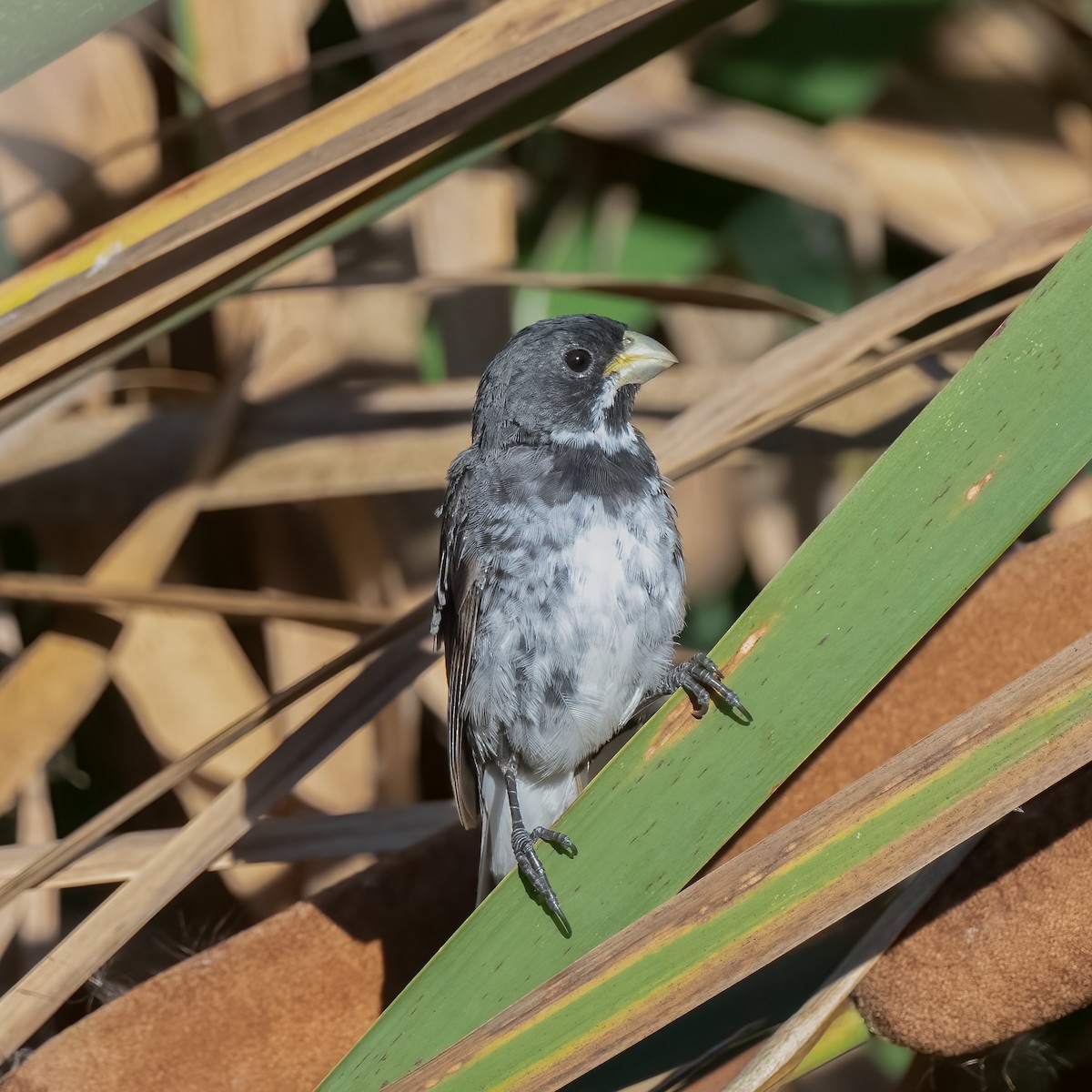 Double-collared Seedeater - ML571744291