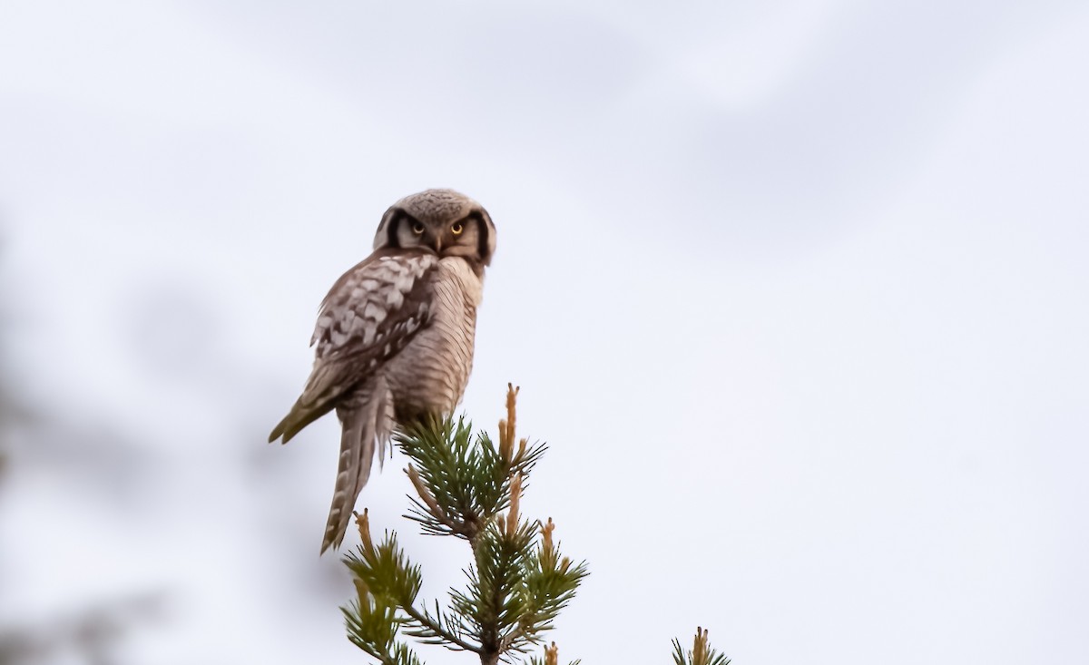 Northern Hawk Owl (Eurasian) - ML571748381