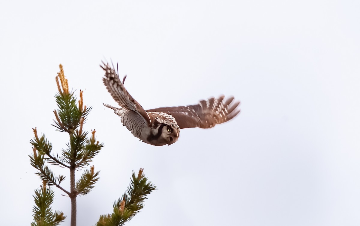 Northern Hawk Owl (Eurasian) - ML571748451