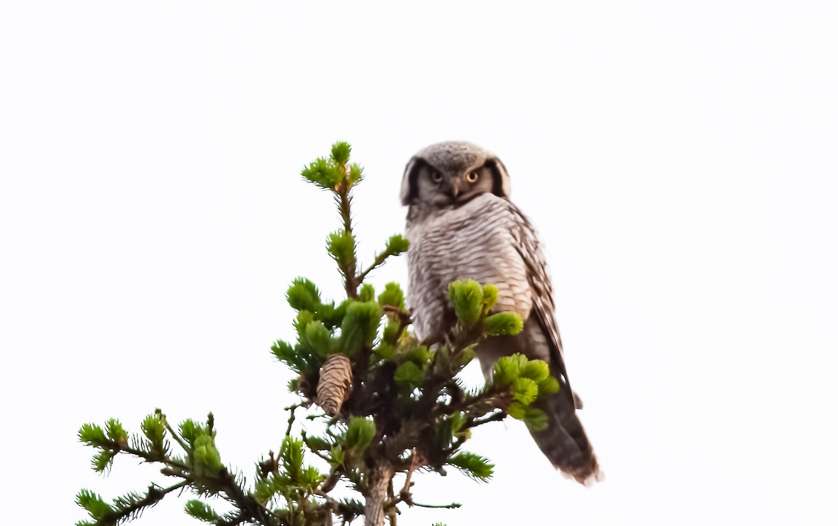Northern Hawk Owl (Eurasian) - Chris Jones