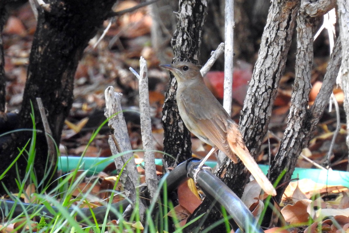 ML571751721 Common Nightingale Macaulay Library