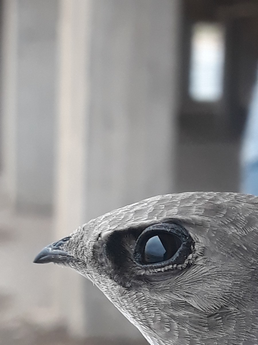 Pallid Swift - ML571753761