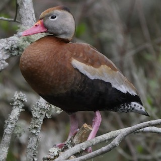 Black-bellied Whistling-Duck, ML57175541