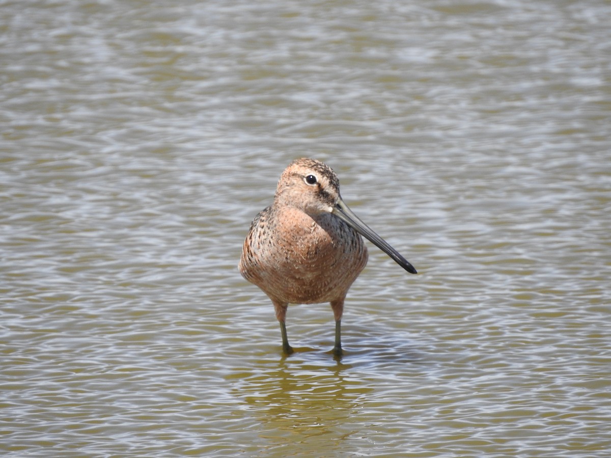 Long-billed Dowitcher - ML57175931