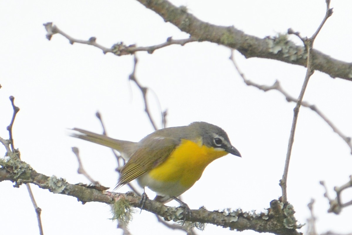 Yellow-breasted Chat - ML57176171