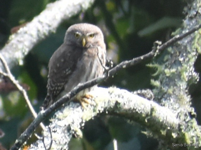 Ferruginous Pygmy-Owl - ML571764321