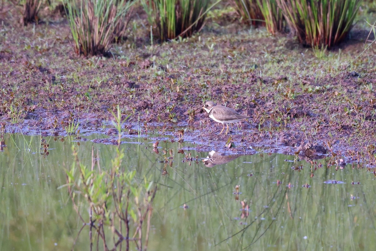 Semipalmated Plover - ML571764451