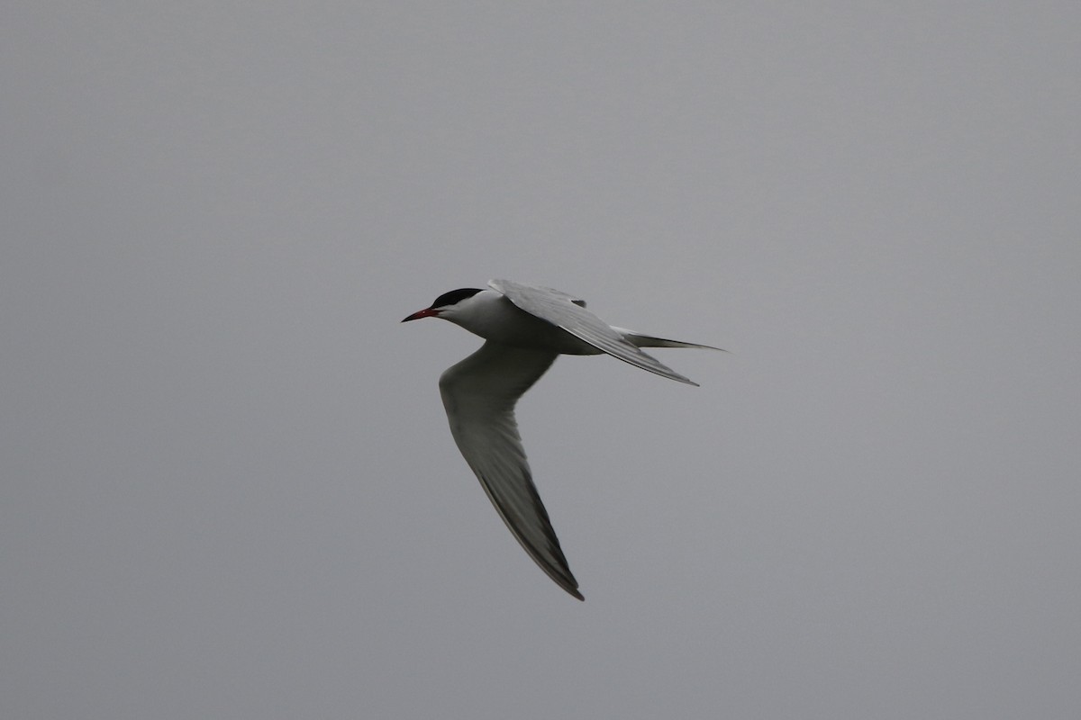Common Tern - ML571768271