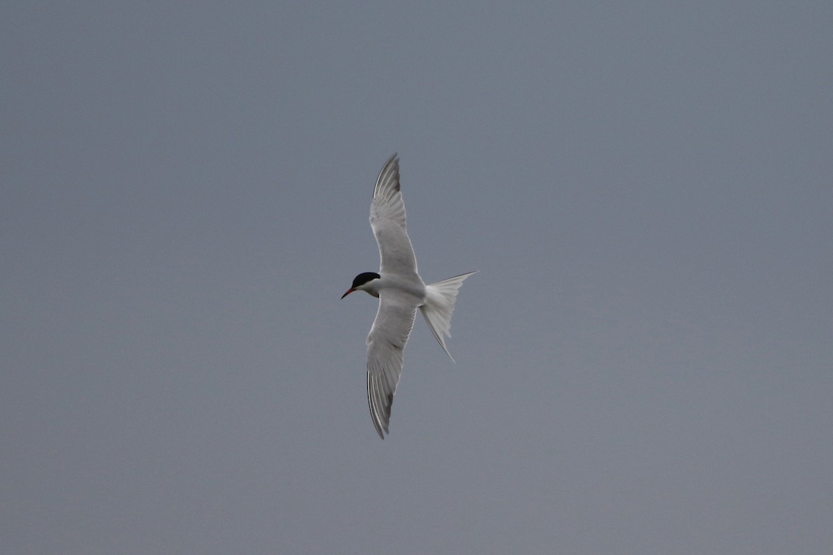 Common Tern - ML571768281