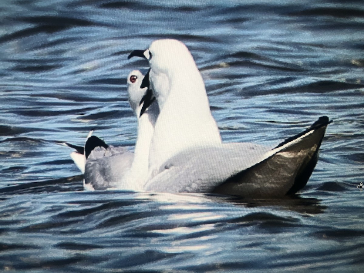 Slender-billed Gull - Pedro Marques