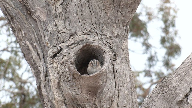 Australian Owlet-nightjar - ML571774191