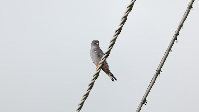 Red-footed Falcon - ML571782981