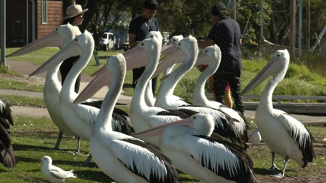 pelikán australský - ML571783061