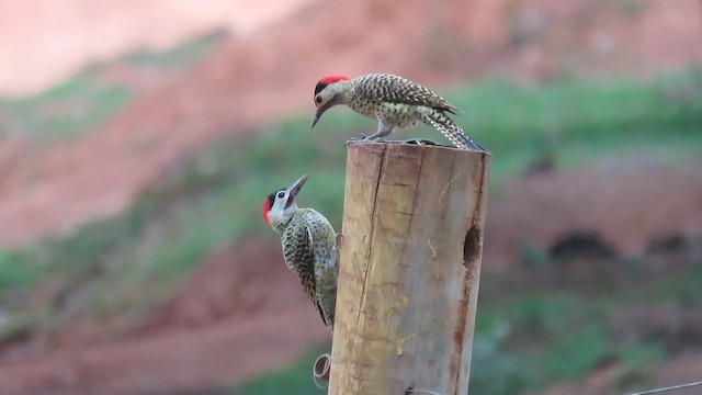 Green-barred Woodpecker - ML571783281