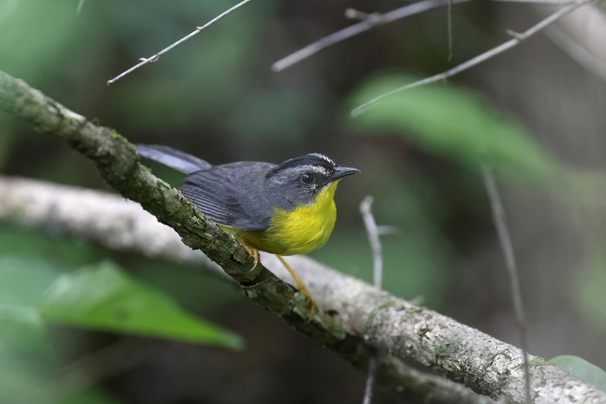 Gray-and-gold Warbler - ML571783621
