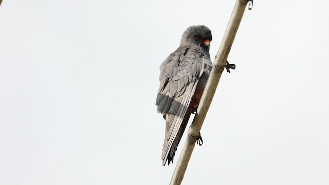 Red-footed Falcon - ML571784821