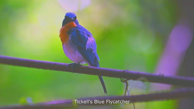 Tickell's Blue Flycatcher - ML571786241