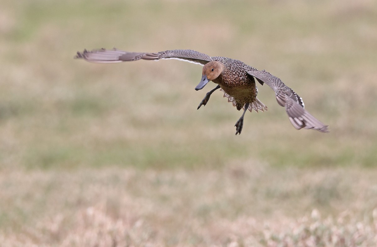 Northern Pintail - ML571789371