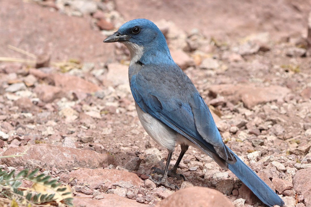 Mexican Jay - ML571791231