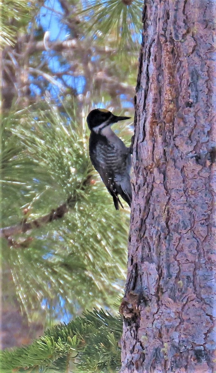 Black-backed Woodpecker - ML571792181