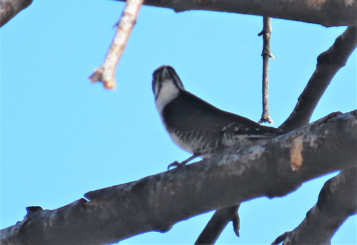 Black-backed Woodpecker - ML571792211
