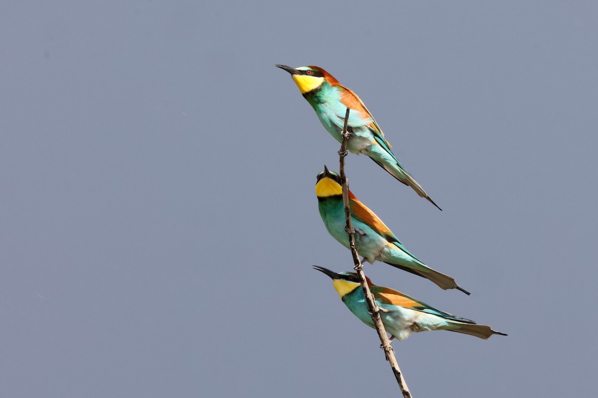 European Bee-eater - ML571792311
