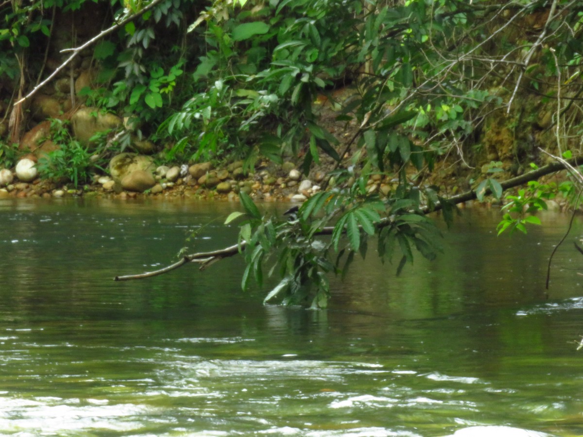 Амазонский зимородок - ML571793231