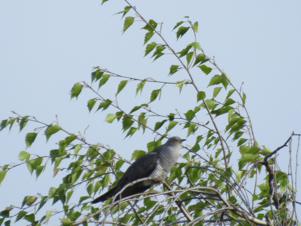 Common Cuckoo - ML571793771