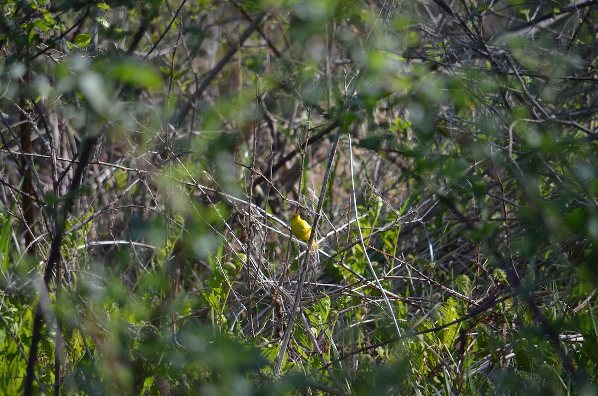Yellow Warbler - ML571794491
