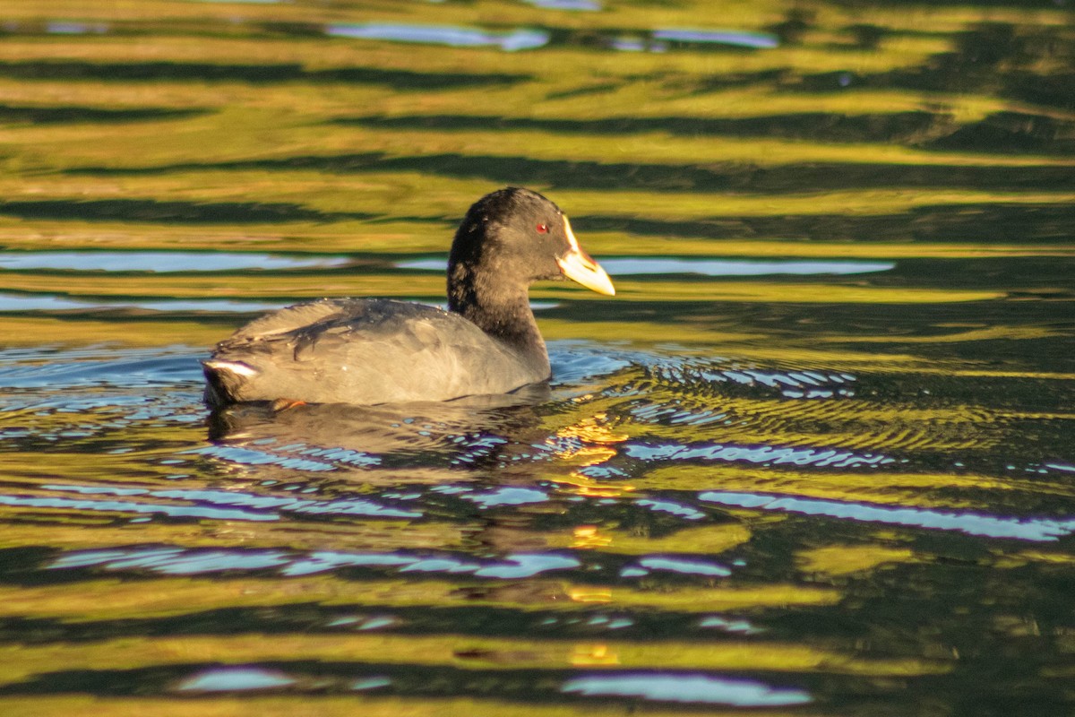 Red-gartered Coot - ML571795471
