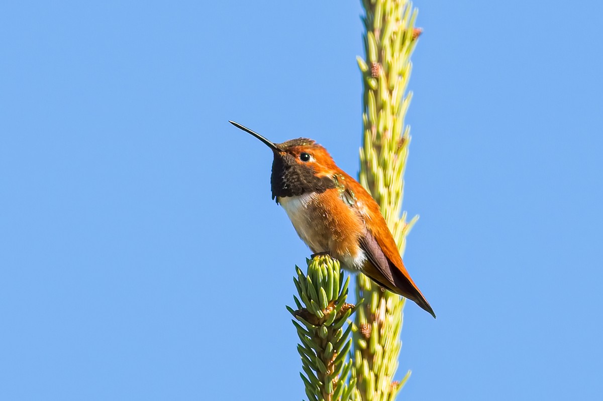 Rufous Hummingbird - ML571795961