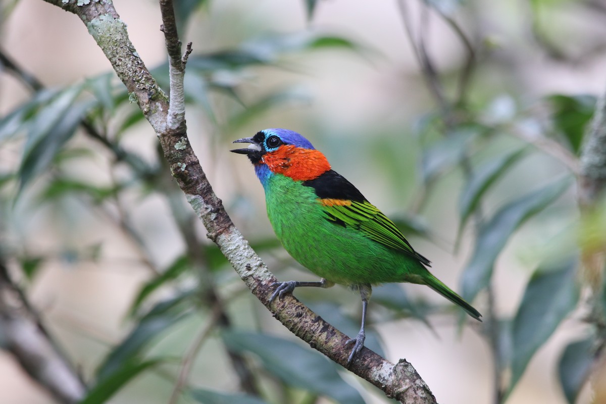 Red-necked Tanager - Marcelo Morena