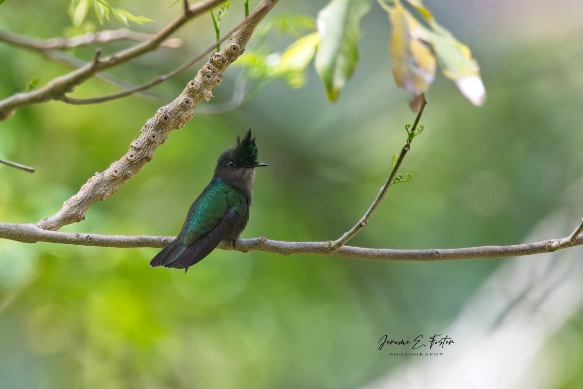Antillean Crested Hummingbird - ML571796781