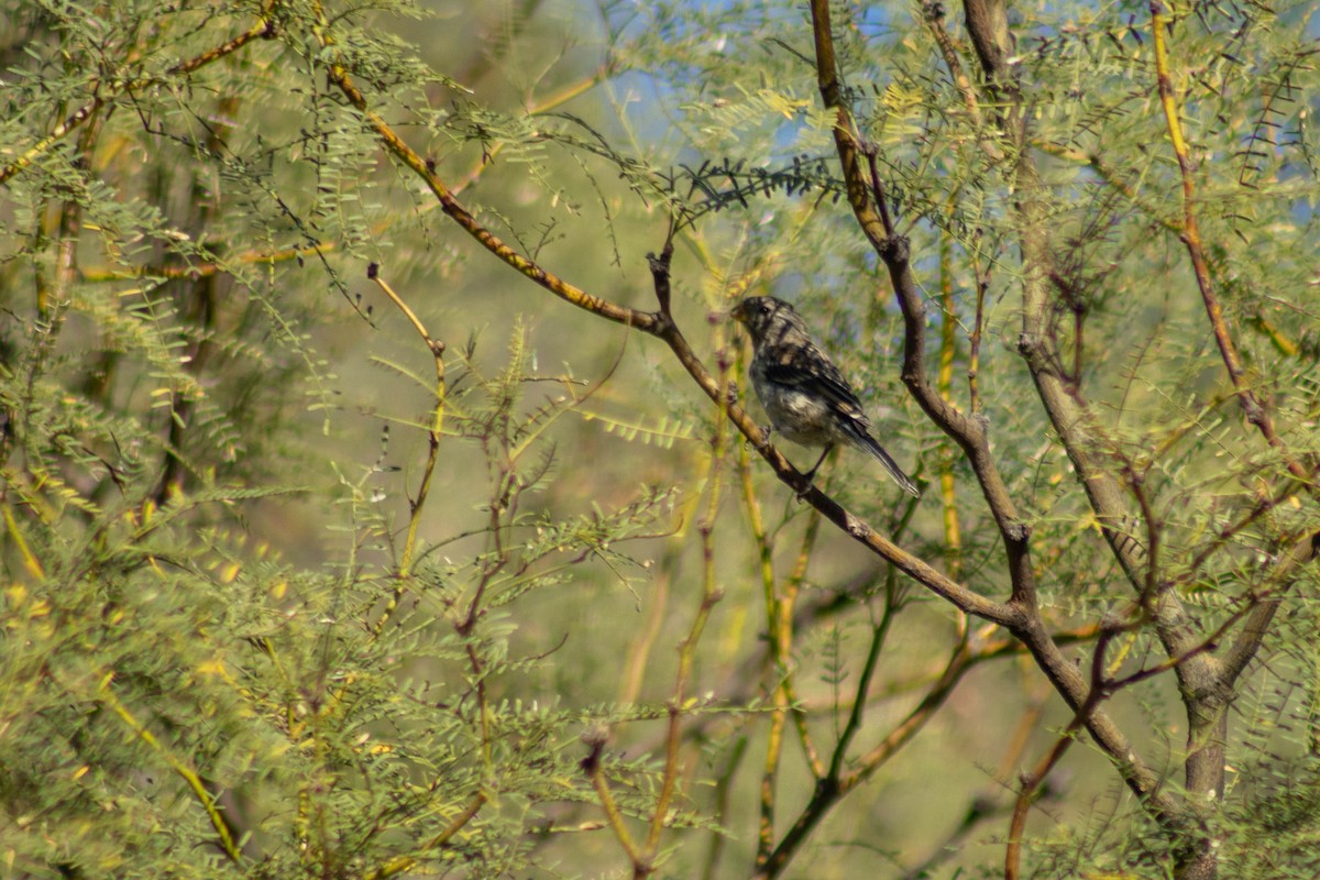 Band-tailed Seedeater - ML571796811