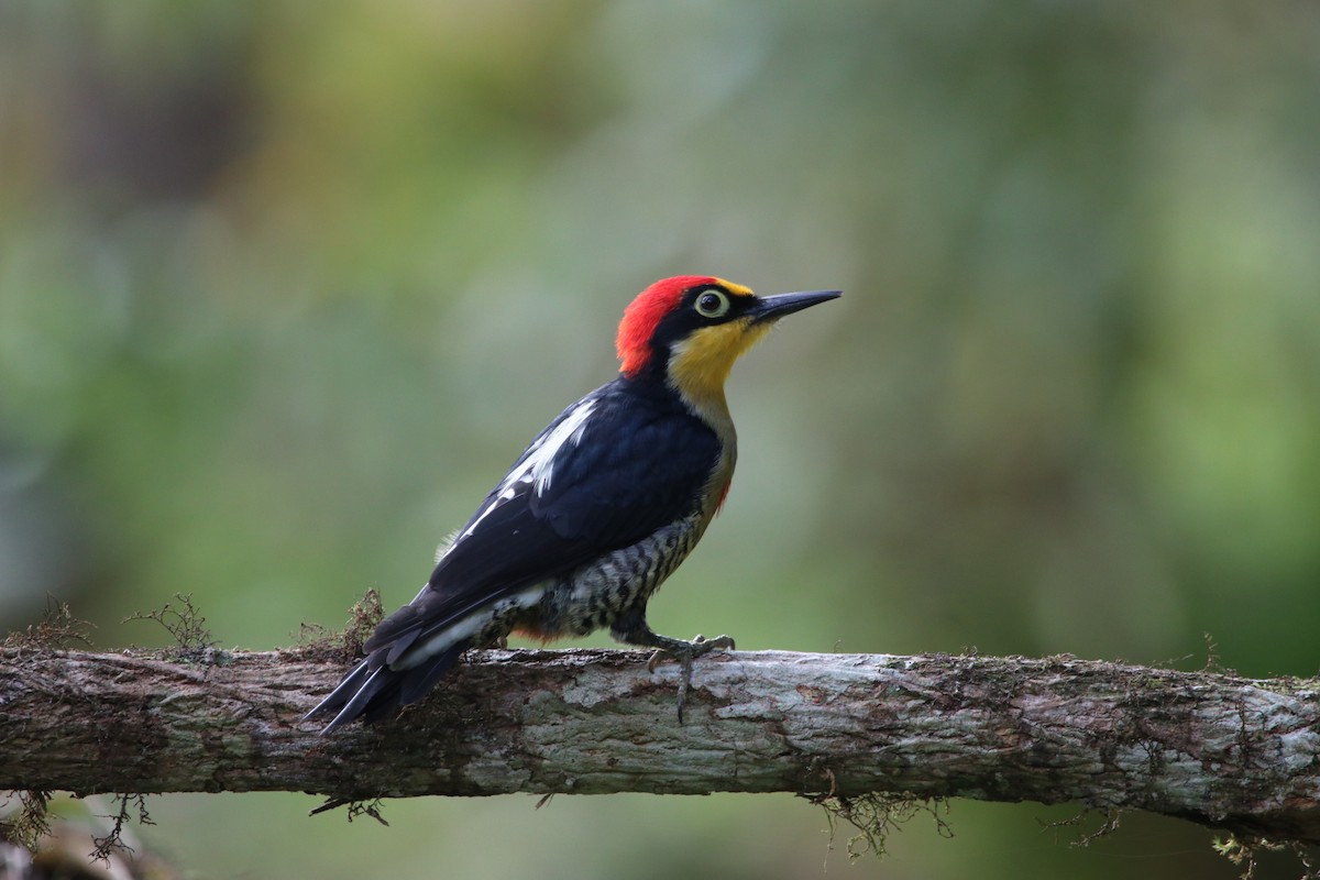 Yellow-fronted Woodpecker - Marcelo Morena