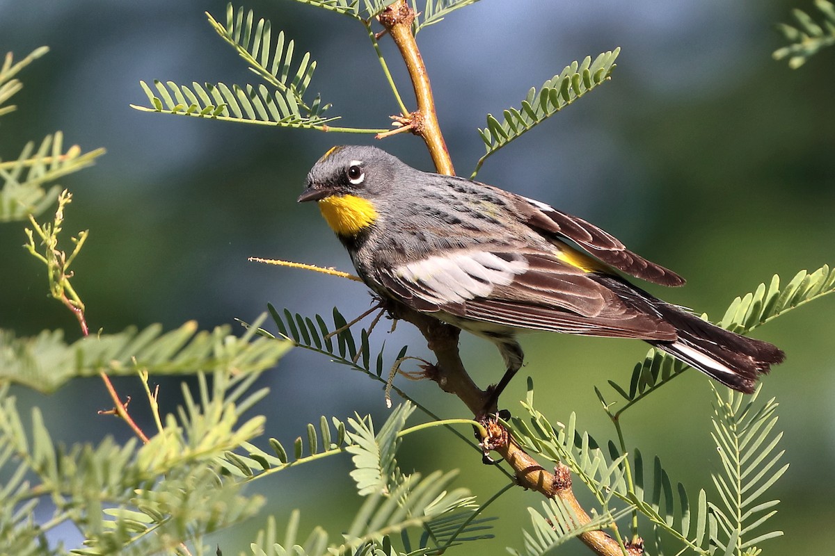 Yellow-rumped Warbler (Audubon's) - ML571799741