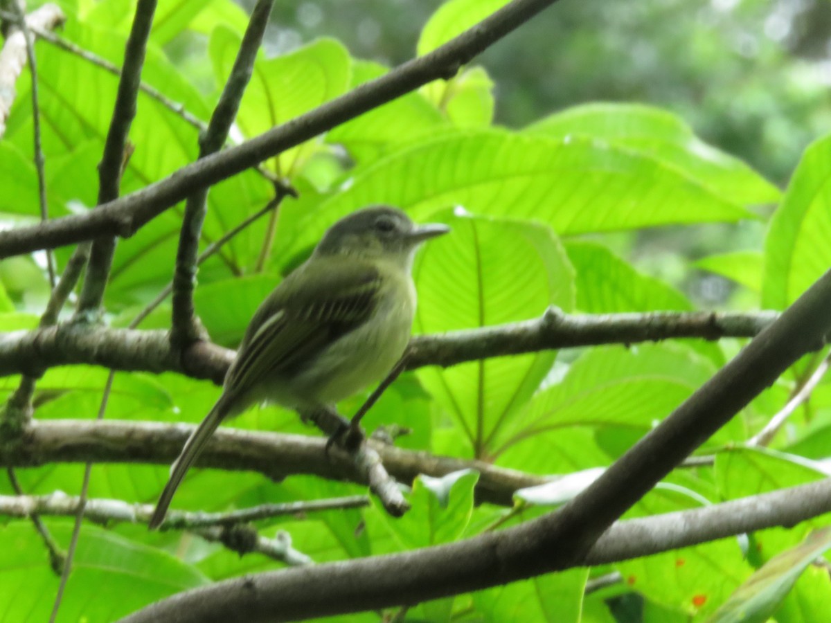 Sepia-capped Flycatcher - ML571800041