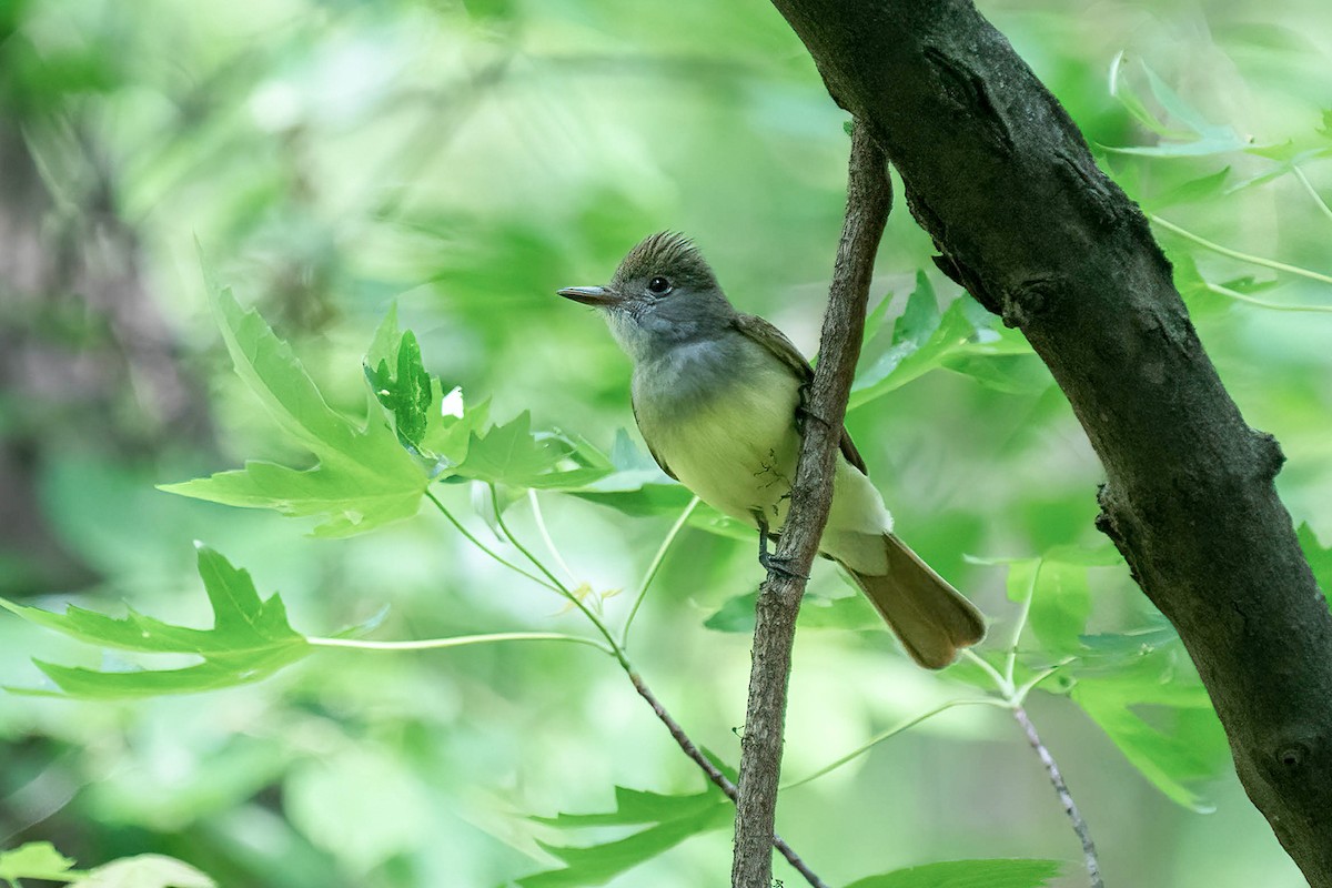 Great Crested Flycatcher - ML571800341