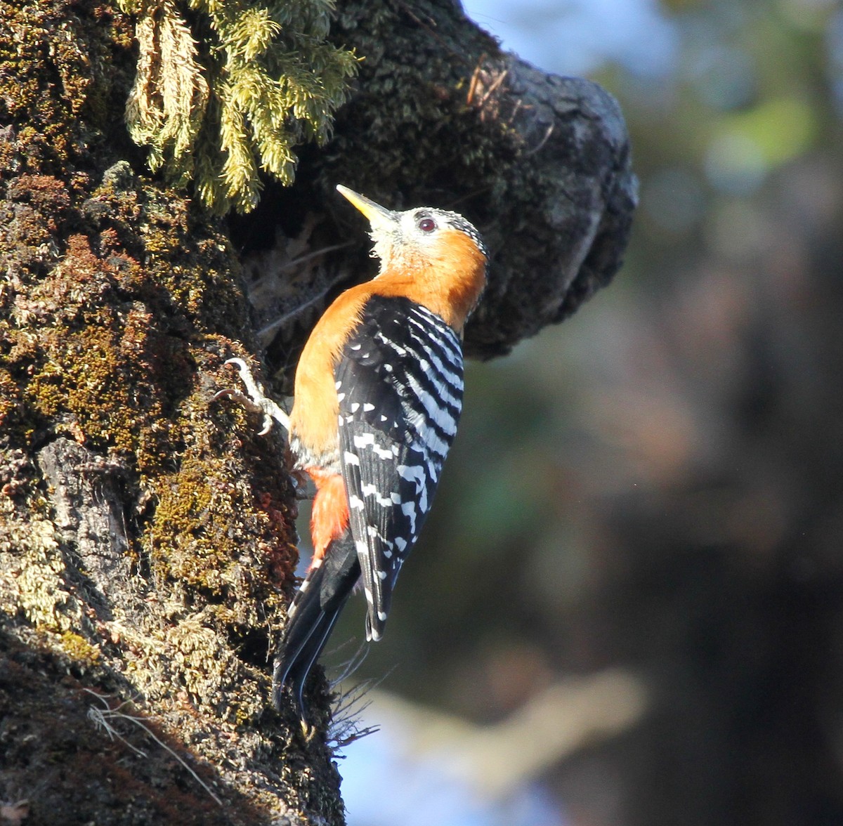 Rufous-bellied Woodpecker - ML571801431