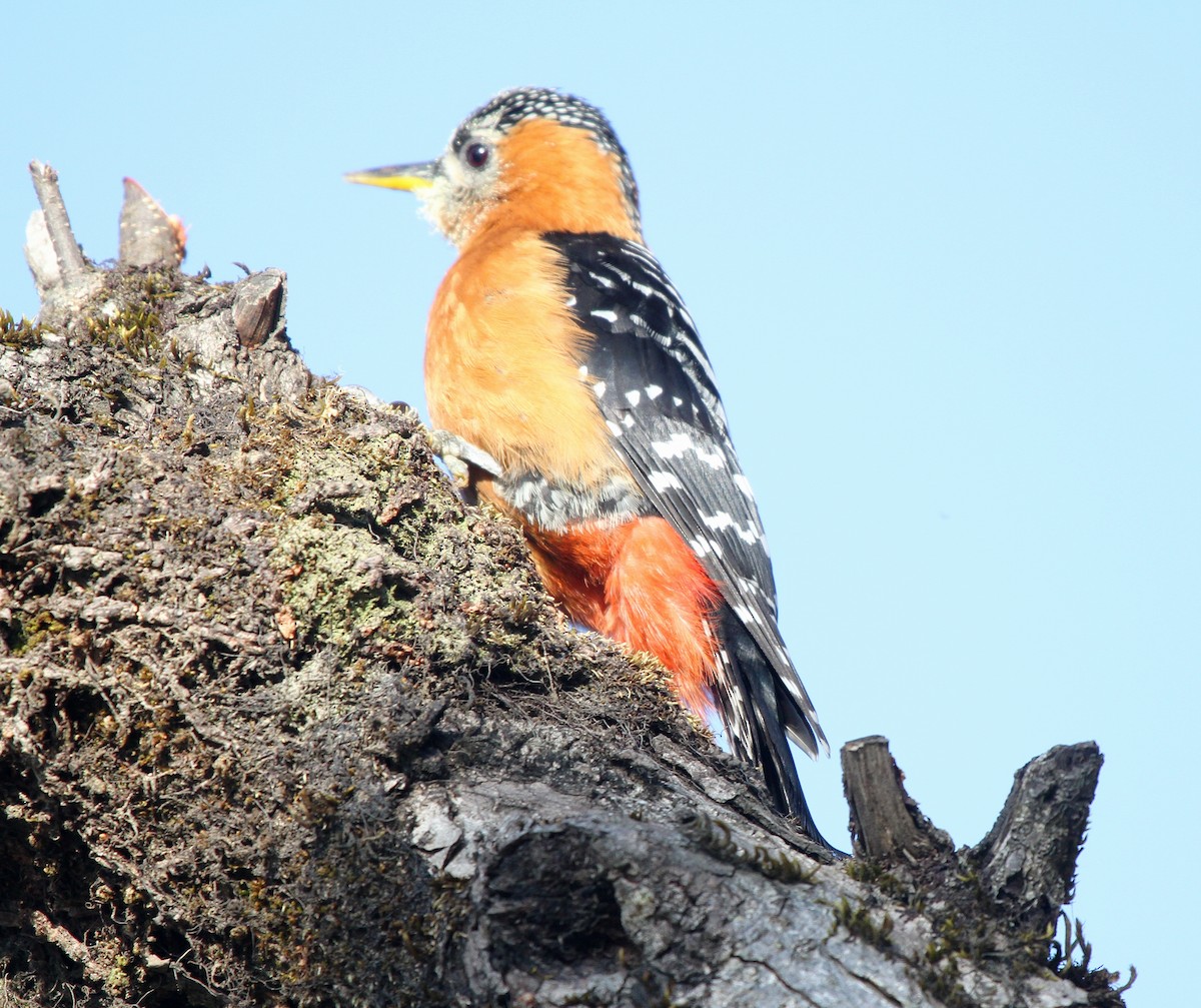Rufous-bellied Woodpecker - ML571801441