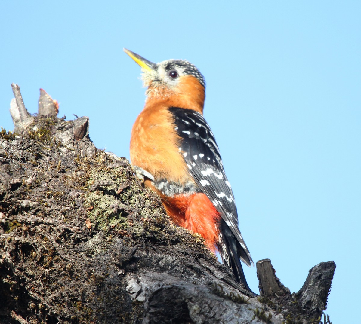 Rufous-bellied Woodpecker - ML571801451