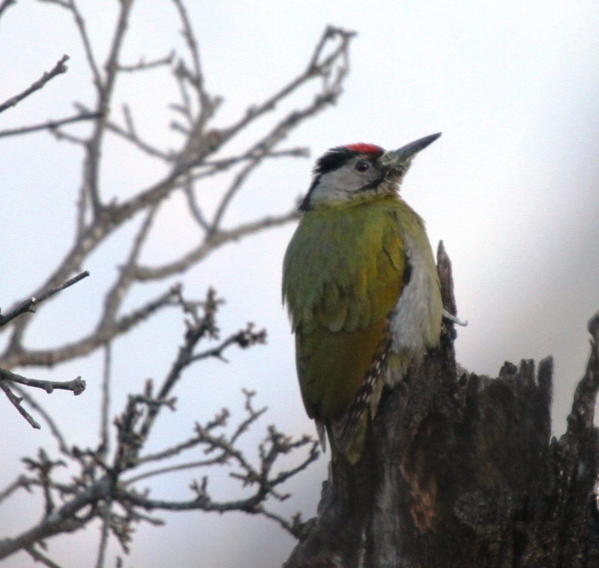 Gray-headed Woodpecker - ML571801721