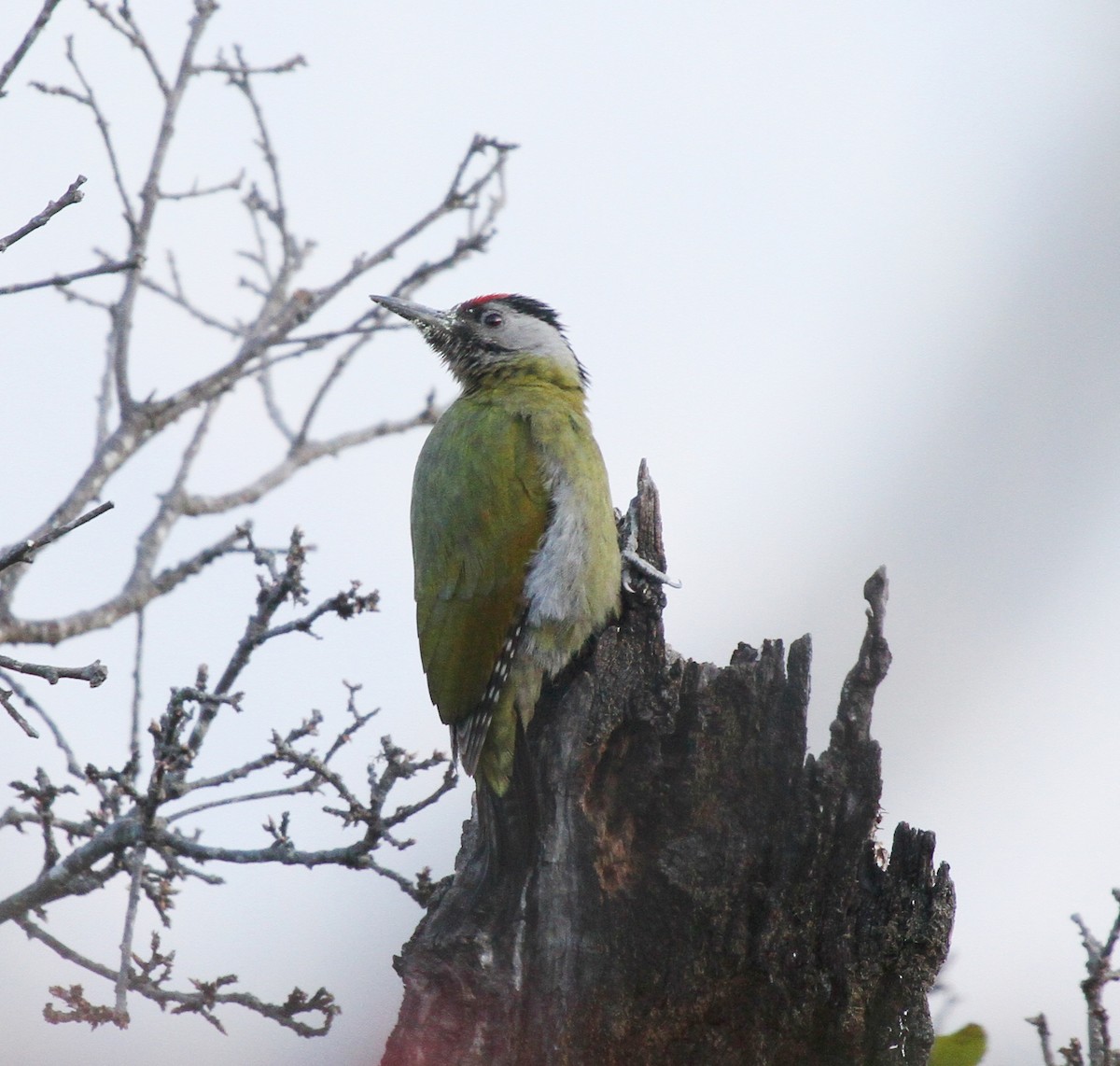 Gray-headed Woodpecker - ML571801731