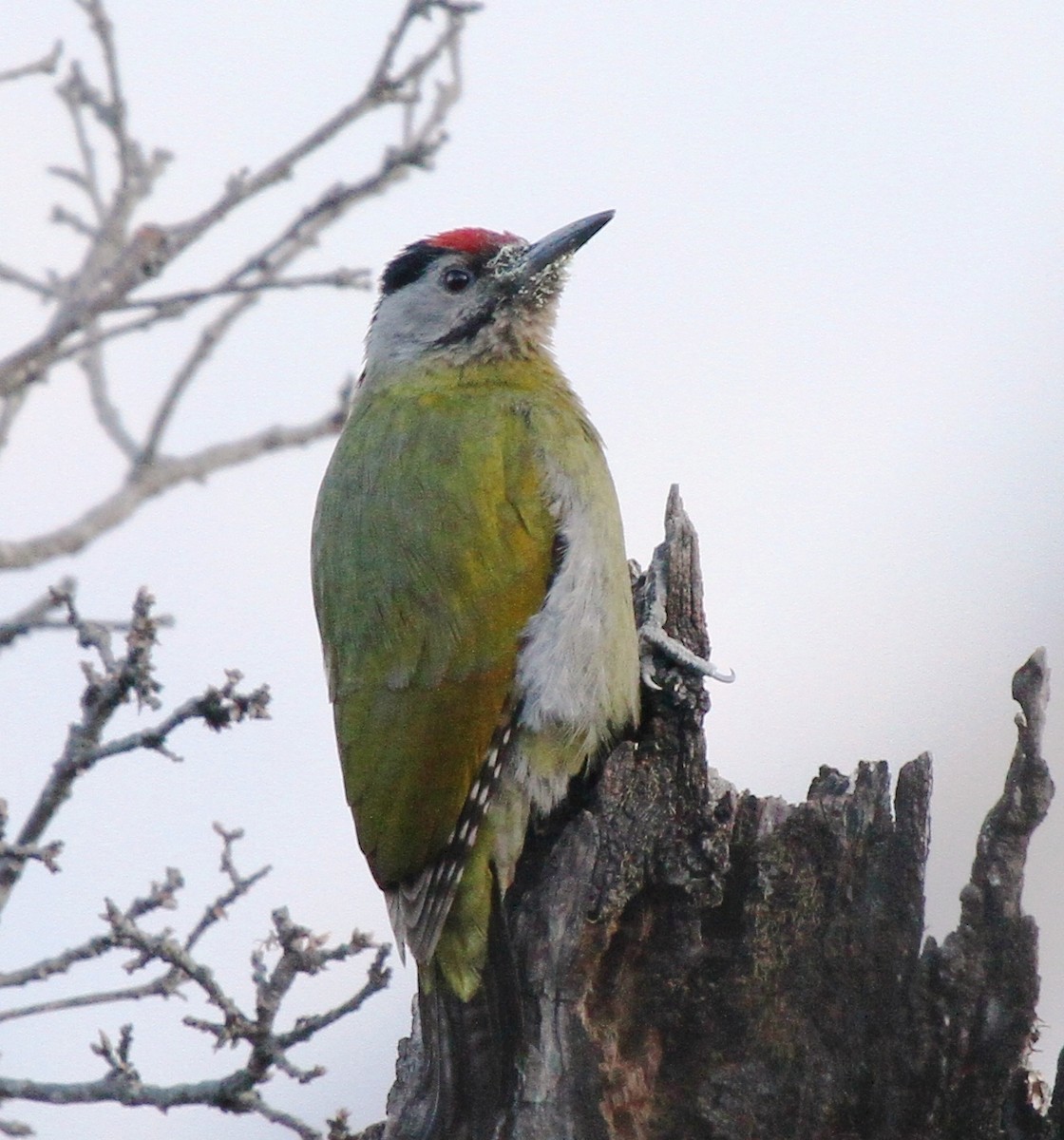 Gray-headed Woodpecker - ML571801741