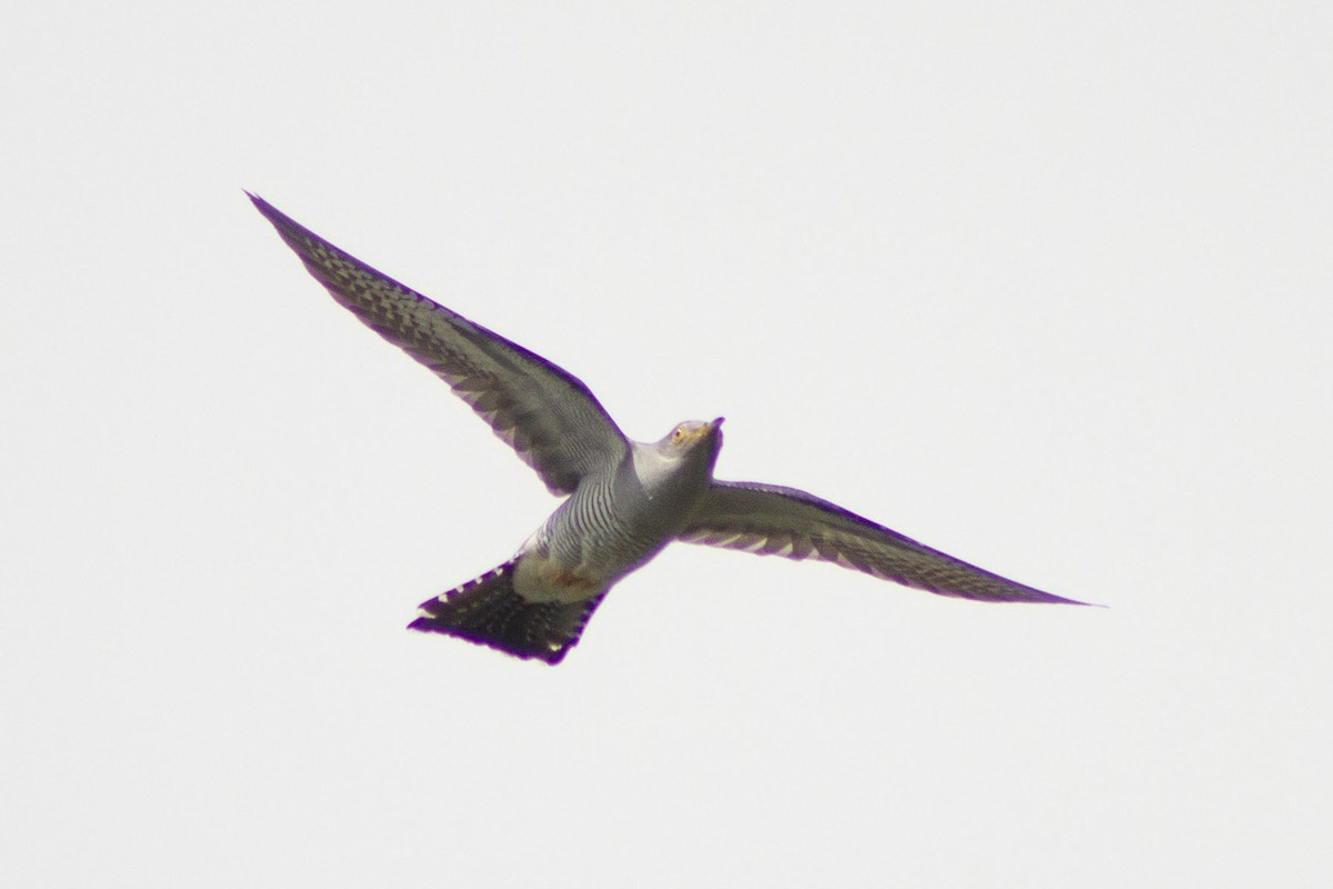 Common Cuckoo - ML571803001