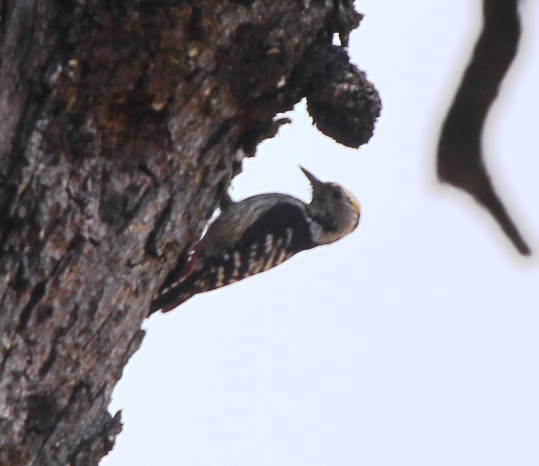 Gray-capped Pygmy Woodpecker - ML571804611