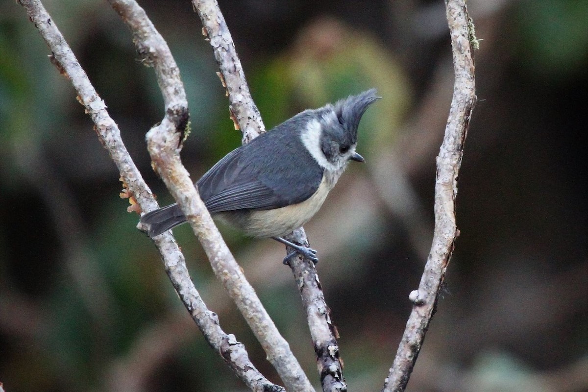 Gray-crested Tit - ML571804841