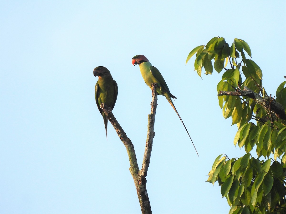 Long-tailed Parakeet - ML571804881